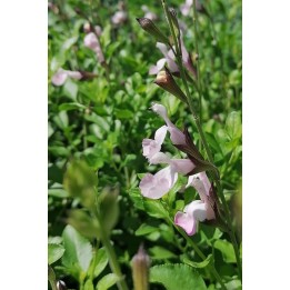 Salvia microphylla 'Corcovado'