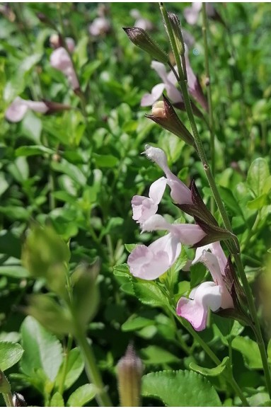 Salvia microphylla 'Corcovado'