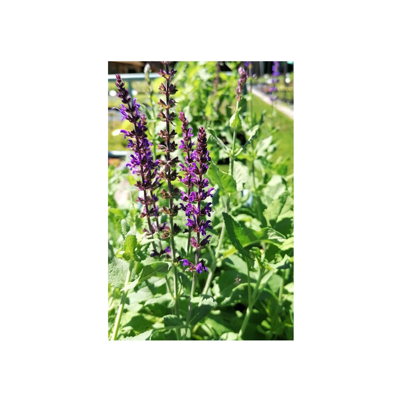 Salvia nemorosa 'Violet Queen'