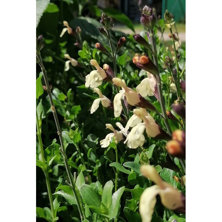Salvia x jamensis 'Melen'