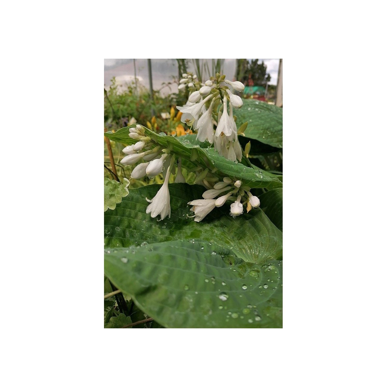 Hosta sieboldiana var.elegans