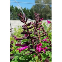 Salvia guaranitica 'Rockin Fuchsia'