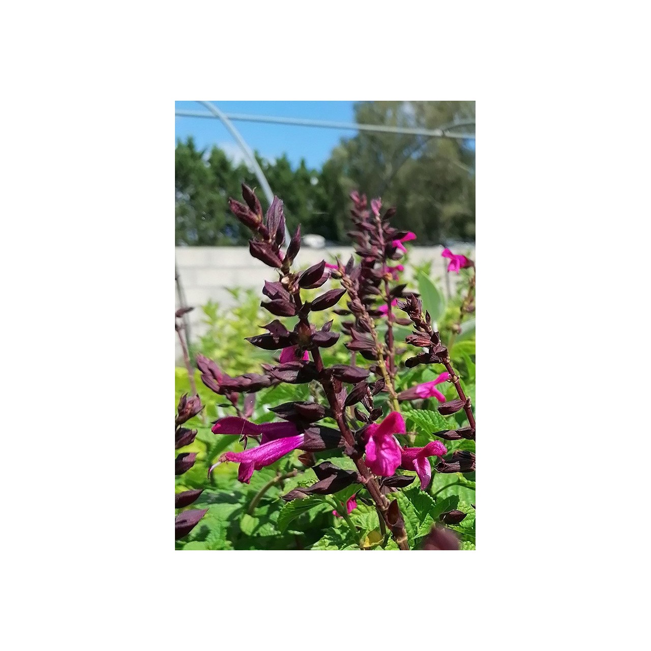 Salvia guaranitica 'Rockin Fuchsia'