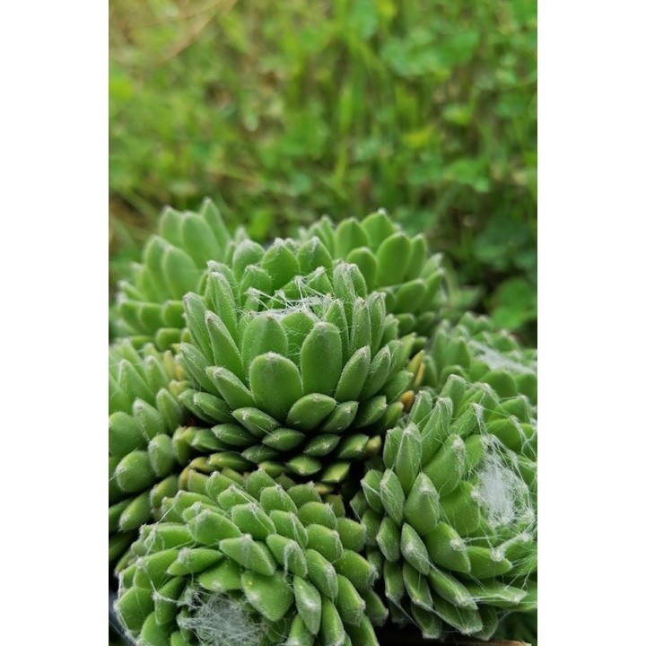 Sempervivum arachnoideum subsp. doellianum