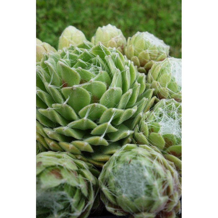 Sempervivum arachnoideum var.sarmentosum