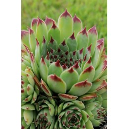 Sempervivum calcareum 'Bicolor'