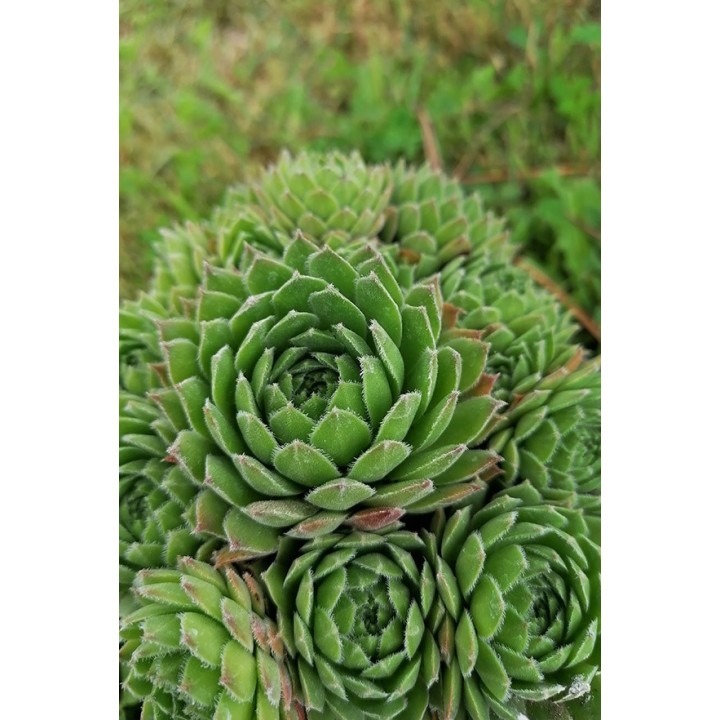 Sempervivum funckii var.aqualiense