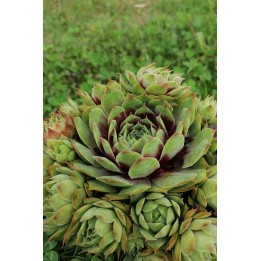 Sempervivum marmoreum 'Rubrifolium'