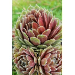Sempervivum reginae-amaliae