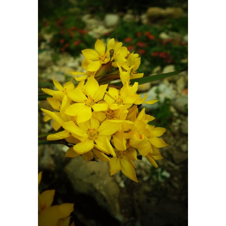 Sisyrinchium palmifolium