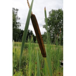 Typha latifolia