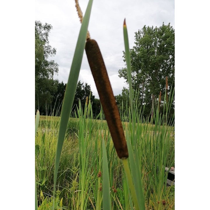 Typha latifolia