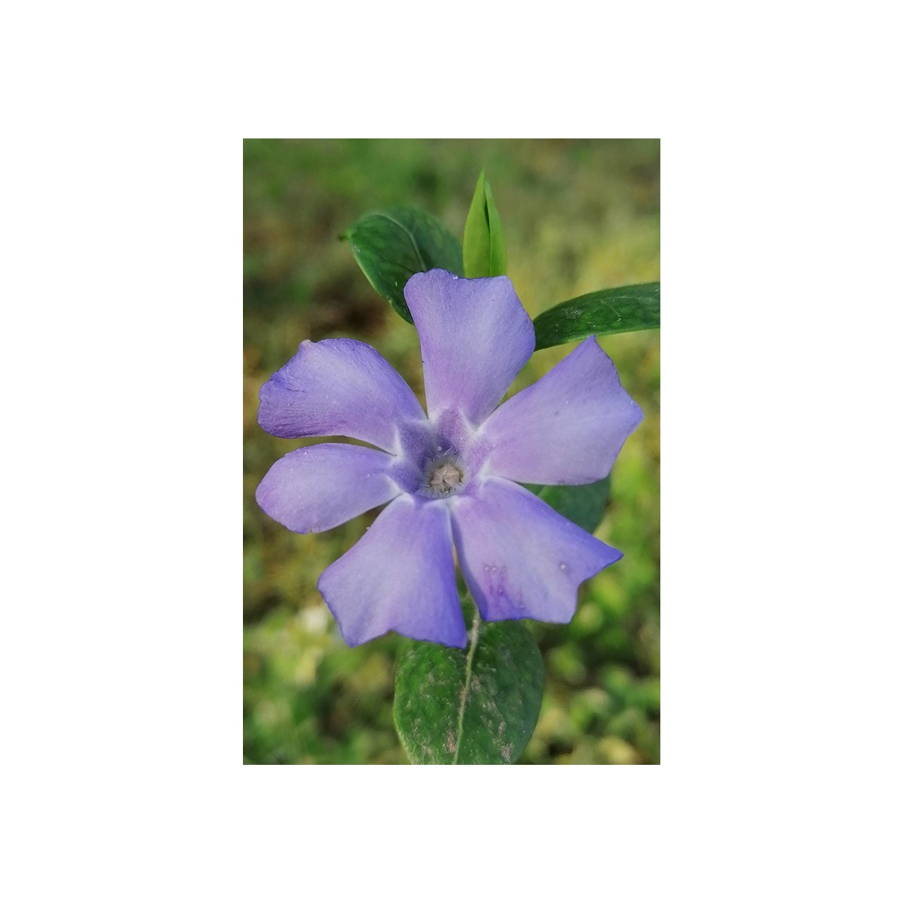 Vinca minor