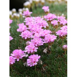 Gazon d'Espagne - Armeria juniperifolia