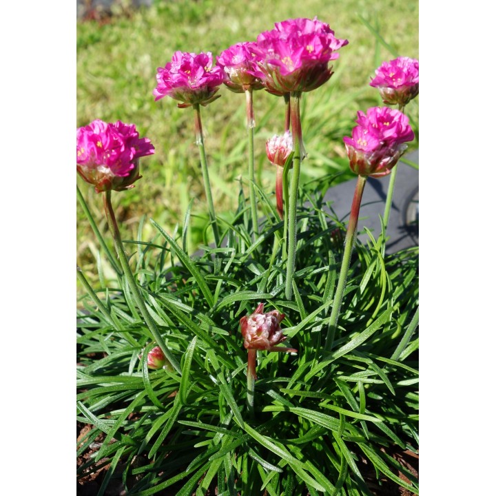 Gazon d'Espagne - Armeria maritima 'Dusseldorfer Stolz'