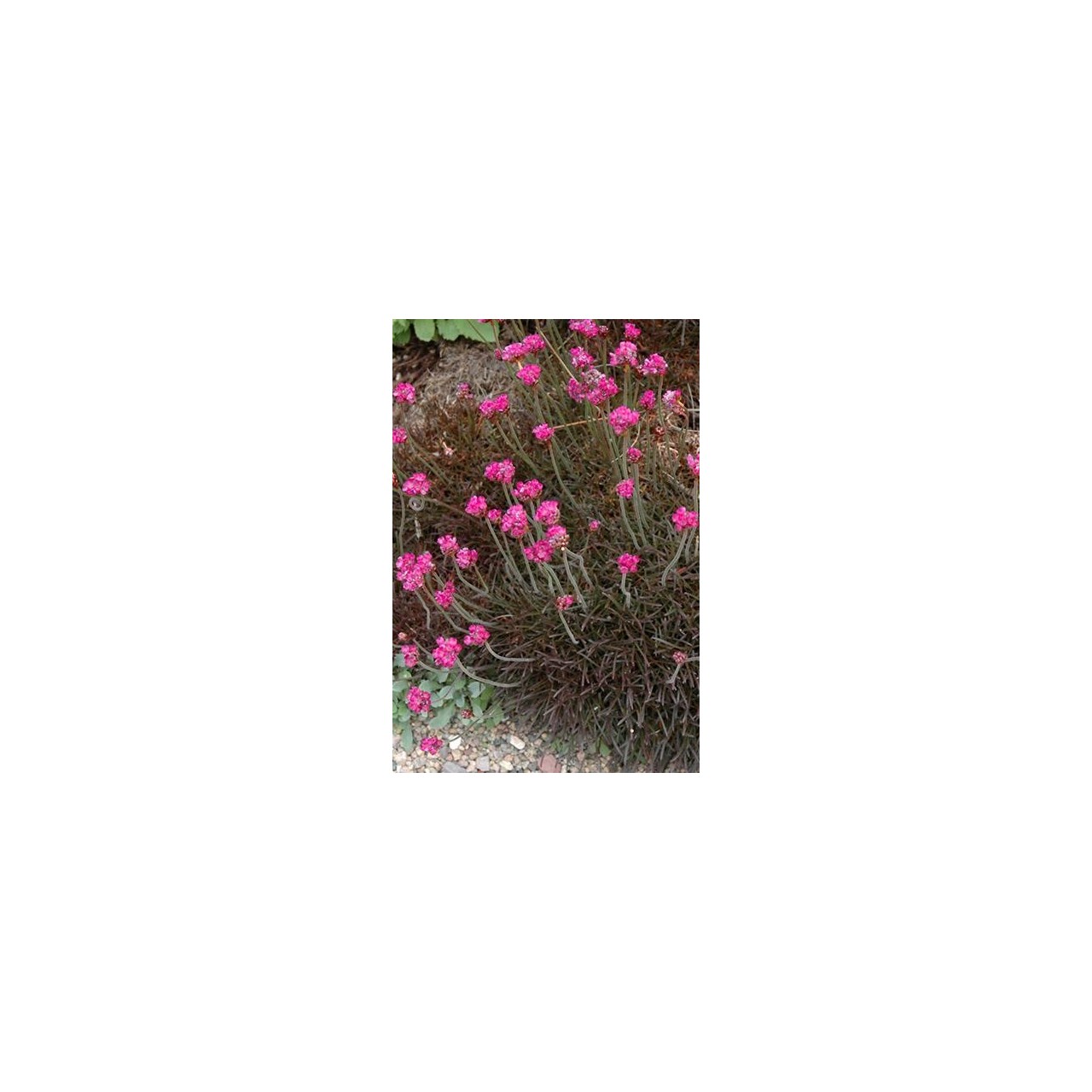 Gazon d'Espagne - Armeria maritima 'Vesuvius'