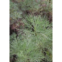 Aurone - Artemisia abrotanum