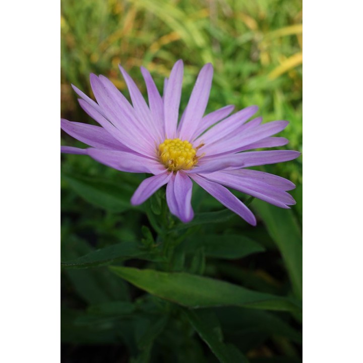 Vendangeuse - Aster n.b 'Jugendstil'