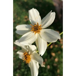 Bidens heterophylla