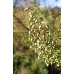 Armoise - Artemisia capillaris