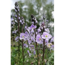 Veronique fausse Gentiane - Veronica gentianoides