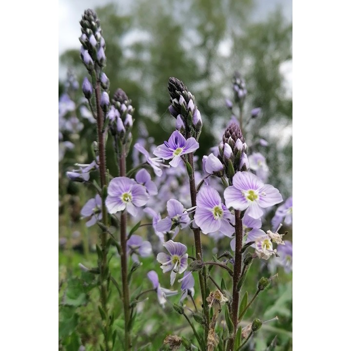 Veronique fausse Gentiane - Veronica gentianoides
