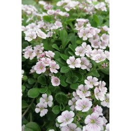 Gypsophile rampant - Gypsophila cerastioides