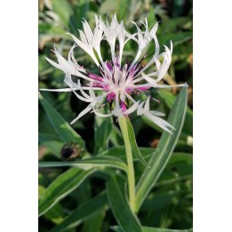 Centaurée à fleurs blanches - Centaurea montana 'Alba'