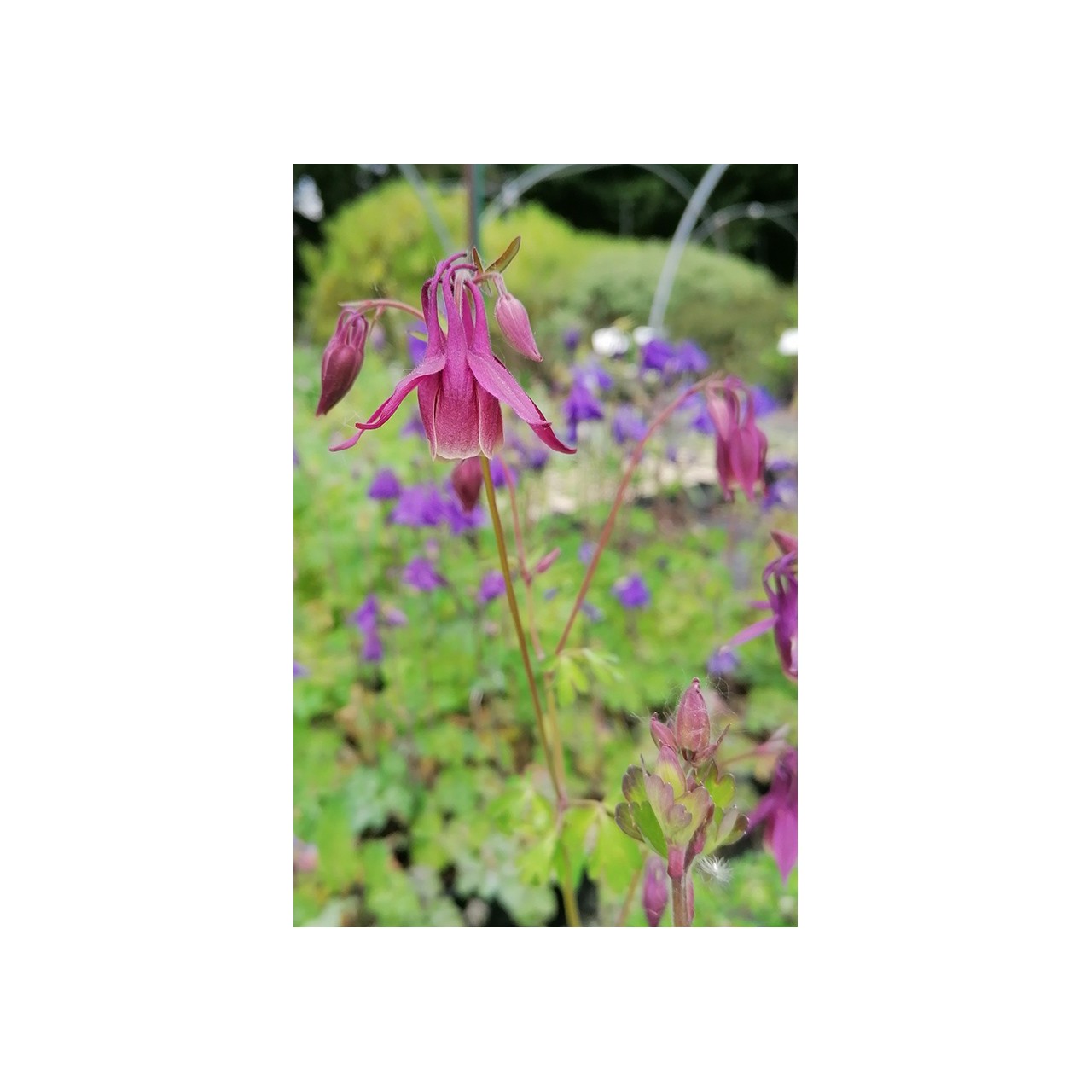 Aquilegia rockii