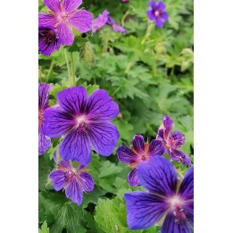 Geranium x magnificum 'Vital'- Geranium vivace violet