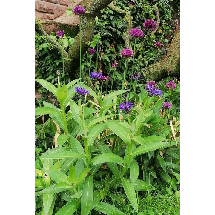 Bleuet des montagnes - Centaurea montana