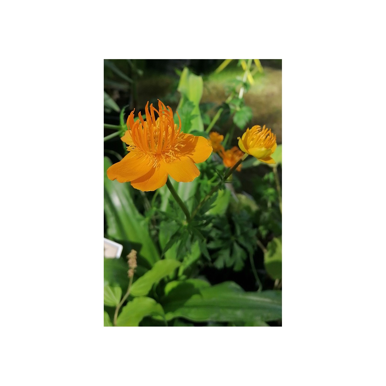 Trollius chinensis 'Golden Queen'