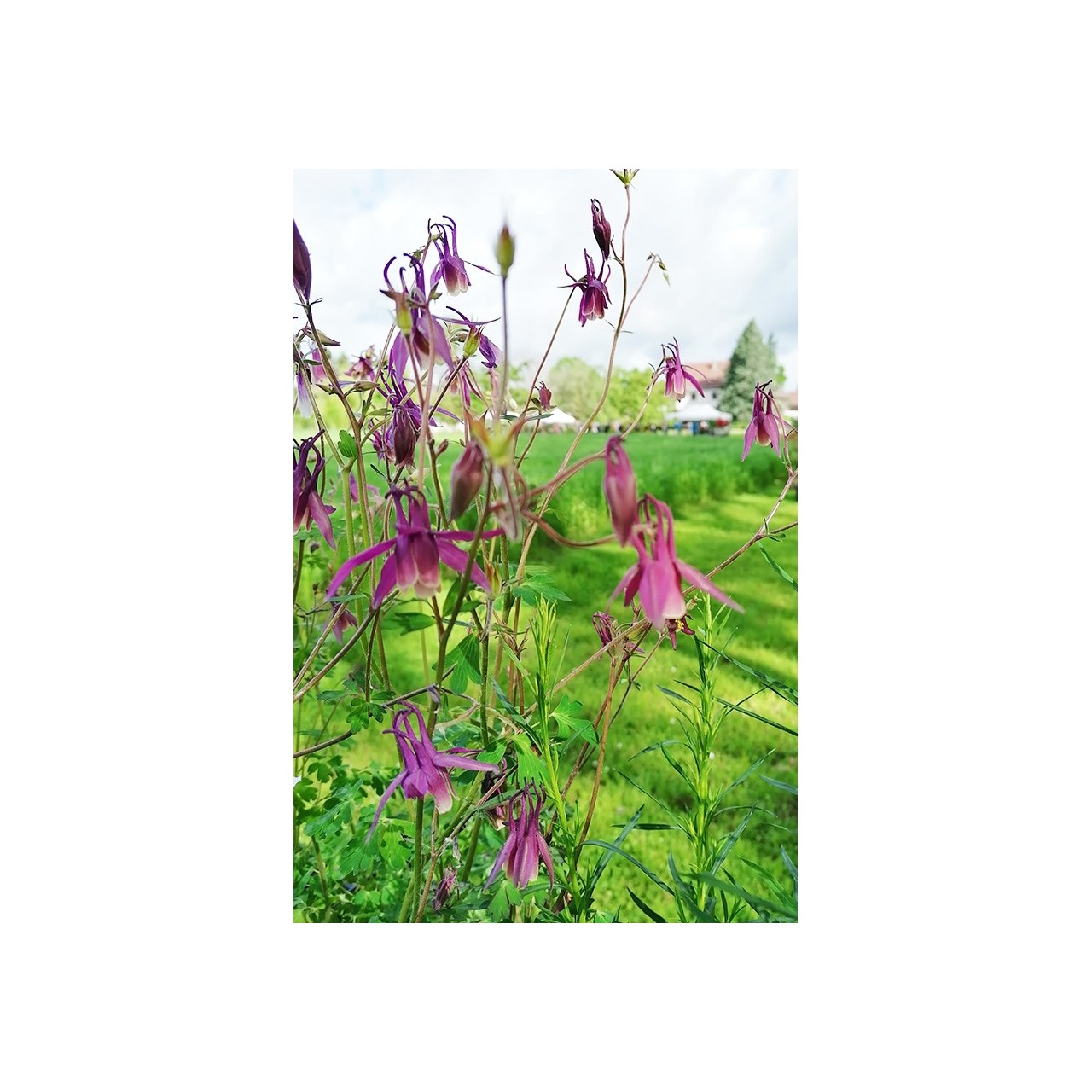Aquilegia rockii