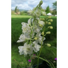 Delphinium pacific 'Galahad'