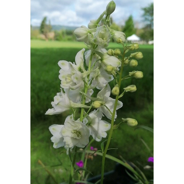 Delphinium pacific 'Galahad'
