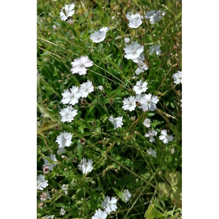 Silène des Alpes - Silene alpestris - Heliosperma pusillum