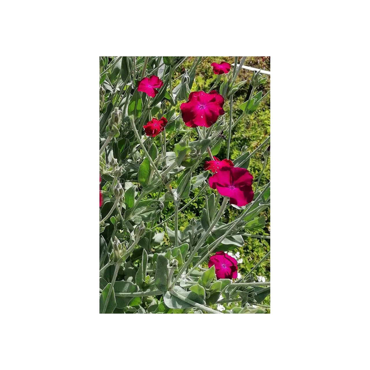Lychnis coronaria
