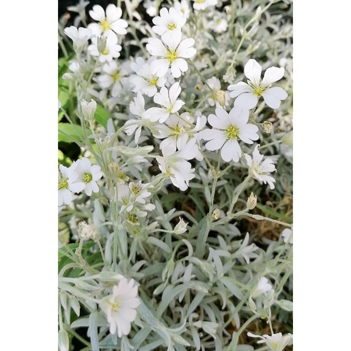 Corbeille d'argent - Céraiste - Cerastium tomentosum var.columnae