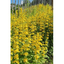 Lysimaque ponctuée - Lysimachia punctata