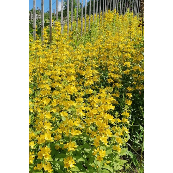 Lysimaque ponctuée - Lysimachia punctata