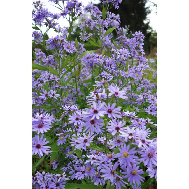 Aster 'Little Carlow'