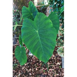 Colocasia esculenta