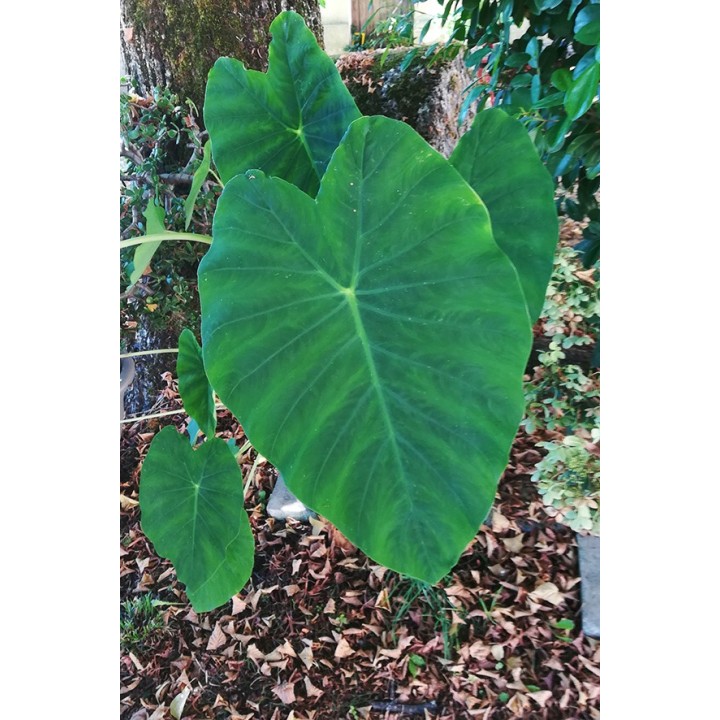 Colocasia esculenta