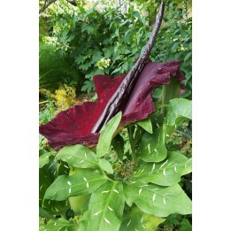 Dracunculus vulgaris fleur