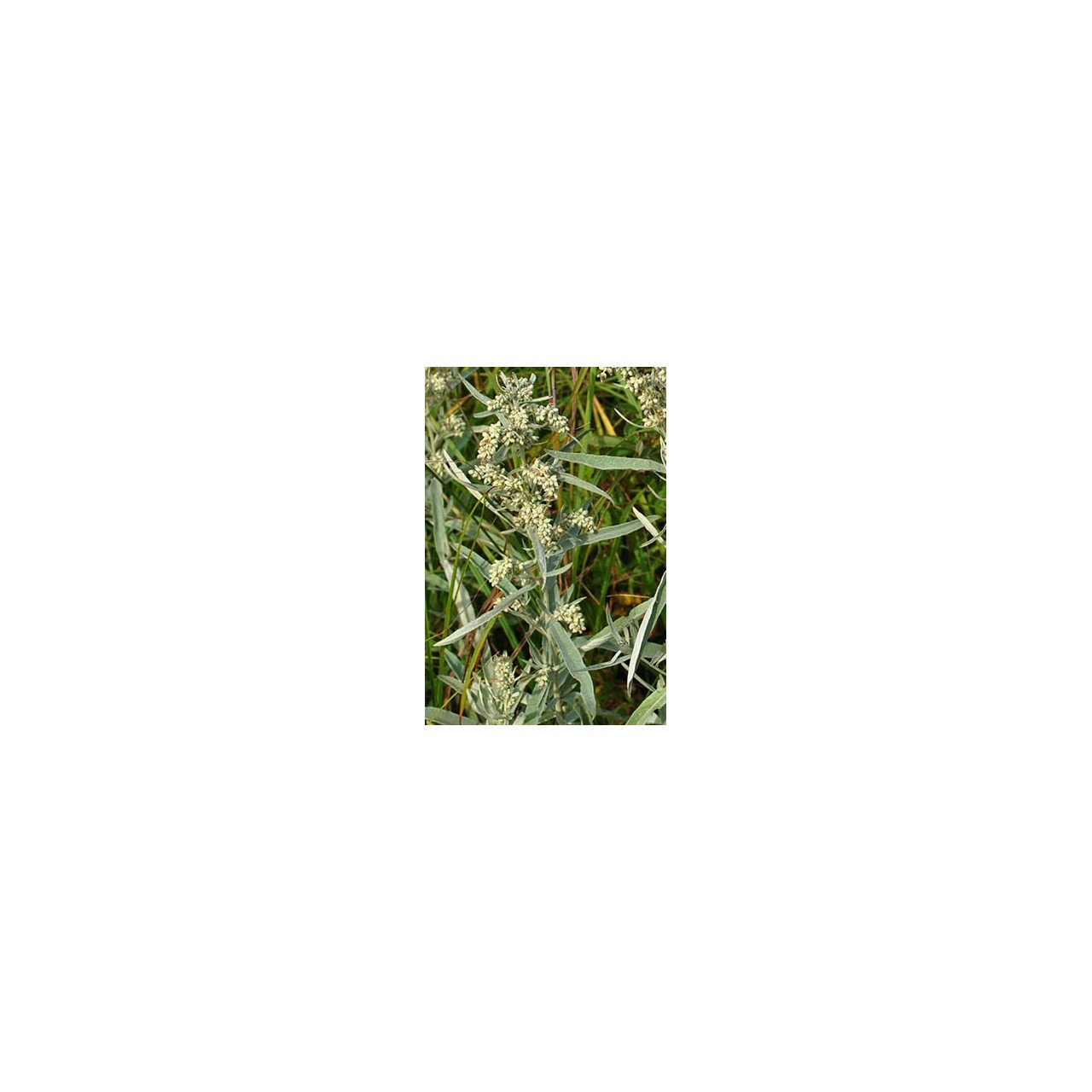 Artemisia ludoviciana fleur