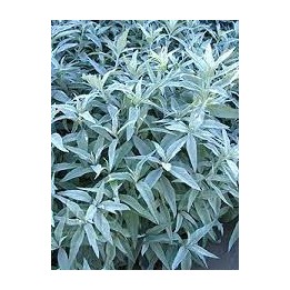 Armoise - Artemisia ludoviciana 'Valerie Finnis'