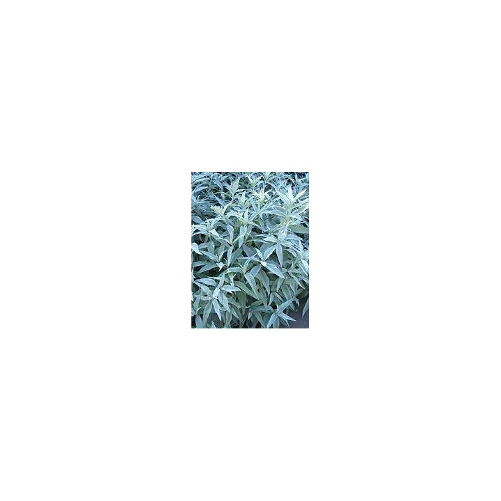 Armoise - Artemisia ludoviciana 'Valerie Finnis'