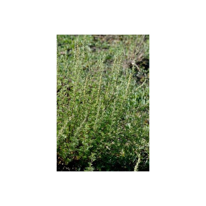 Armoise - Artemisia molinieri