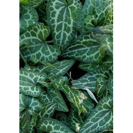 Asarum 'Takasago Saishin'