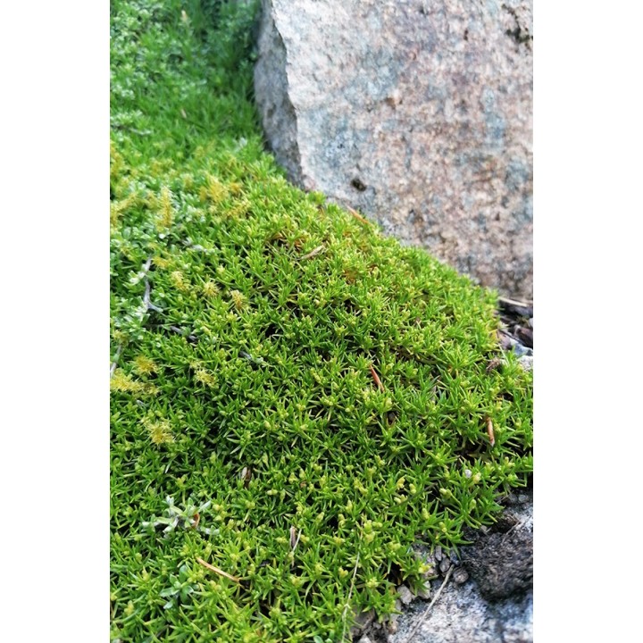 Scléranthe - Scleranthus biflorus - Desciption et vente en ligne